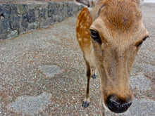 Load image into Gallery viewer, Deer, Nara, Japan - Worlds Abroad
